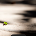 Image of an ant carrying a flower | The Ant Attraction Strategy