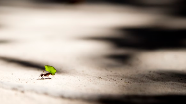 Image of an ant carrying a flower | The Ant Attraction Strategy