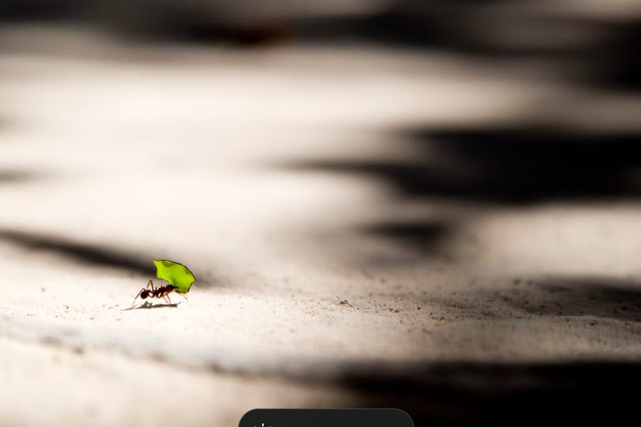 Image of an ant carrying a flower | The Ant Attraction Strategy