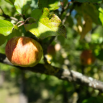 Image of an apple on a tree | Best Ways to Grow a Coaching Business Even If You're New to Marketing