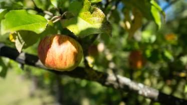 Image of an apple on a tree | Best Ways to Grow a Coaching Business Even If You're New to Marketing