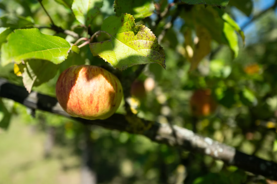 Image of an apple on a tree | Best Ways to Grow a Coaching Business Even If You're New to Marketing