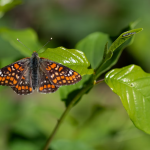 Image of butterfly | How to Tell If You’re Selling From Scarcity