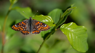 Image of butterfly | How to Tell If You’re Selling From Scarcity