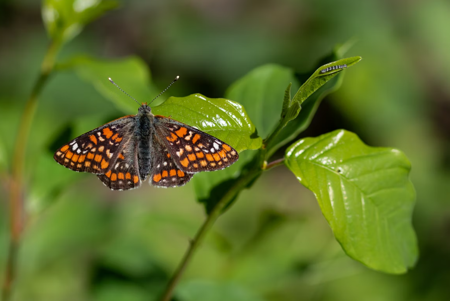 Image of butterfly | How to Tell If You’re Selling From Scarcity