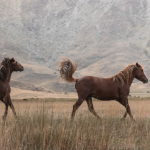 Image of two horses running | The New Business Model for Coaches Who Don’t Want to Hustle