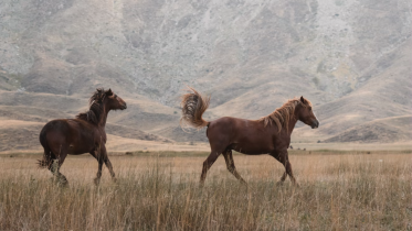 Image of two horses running | The New Business Model for Coaches Who Don’t Want to Hustle