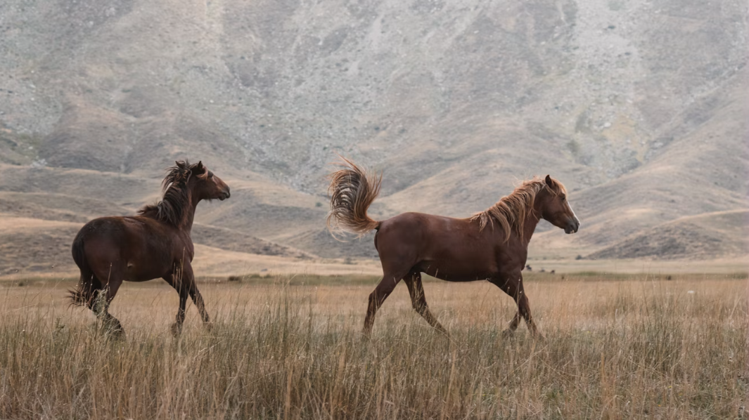 Image of two horses running | The New Business Model for Coaches Who Don’t Want to Hustle