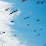 Image of birds flying | What Freedom Really Looks Like as a Coach