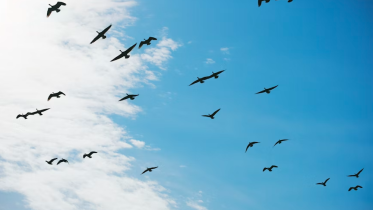 Image of birds flying | What Freedom Really Looks Like as a Coach