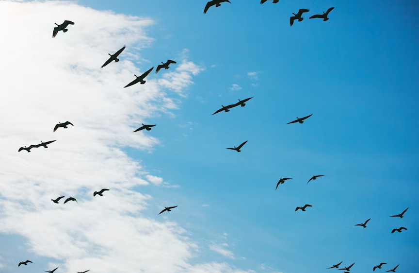 Image of birds flying | What Freedom Really Looks Like as a Coach